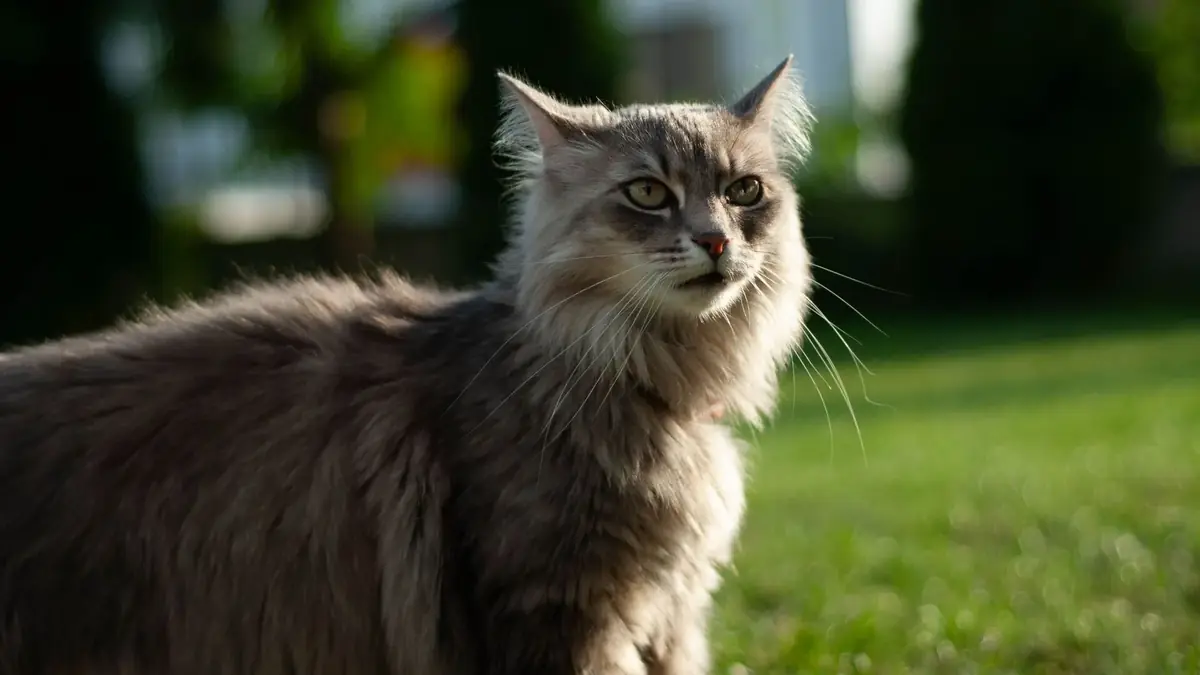 chat de race Maine Coon &agrave; l'adoption