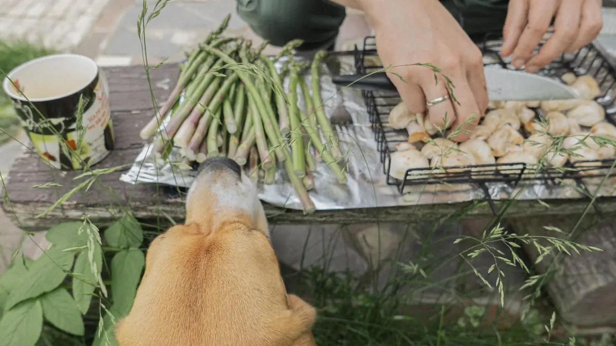 chien regardant de la nourriture