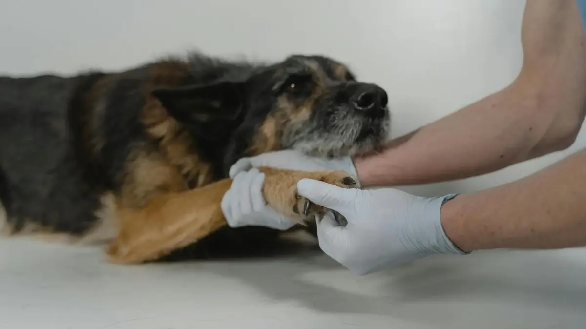 chien douleur &agrave; la patte