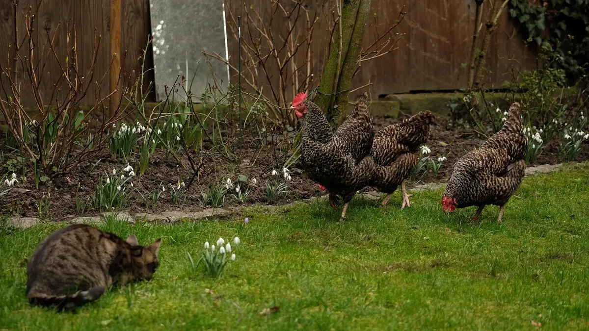 un chat avec des poules dans une ferme
