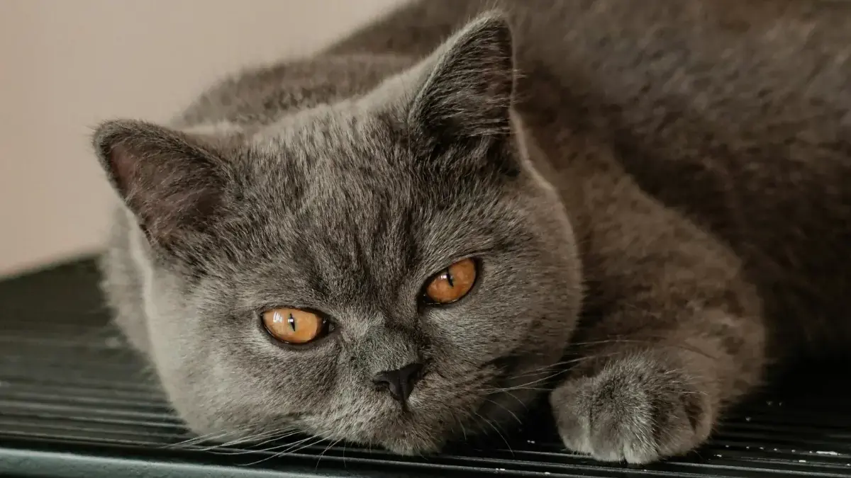 un chat de race