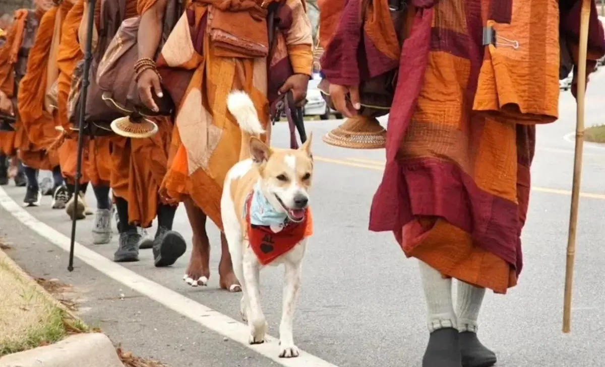 Aloka un cbien pas comme les autres