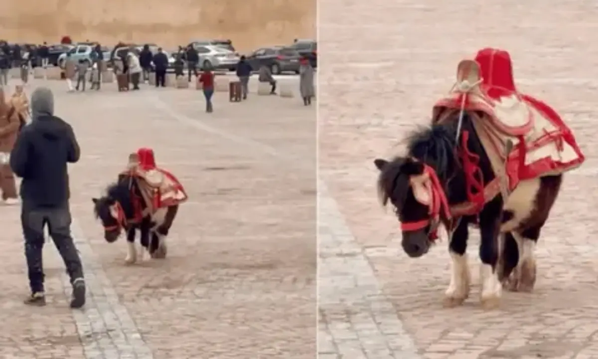 Halima la ponette du Maroc