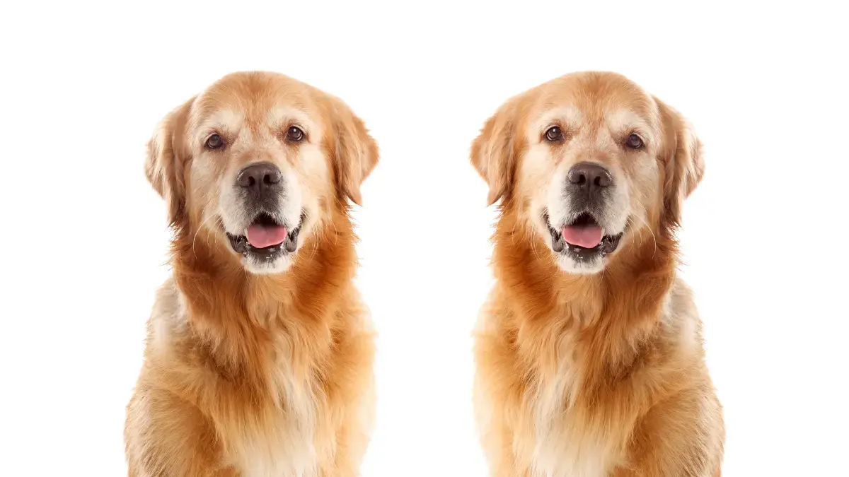 clonage, animal de compagnie, Tom Brady