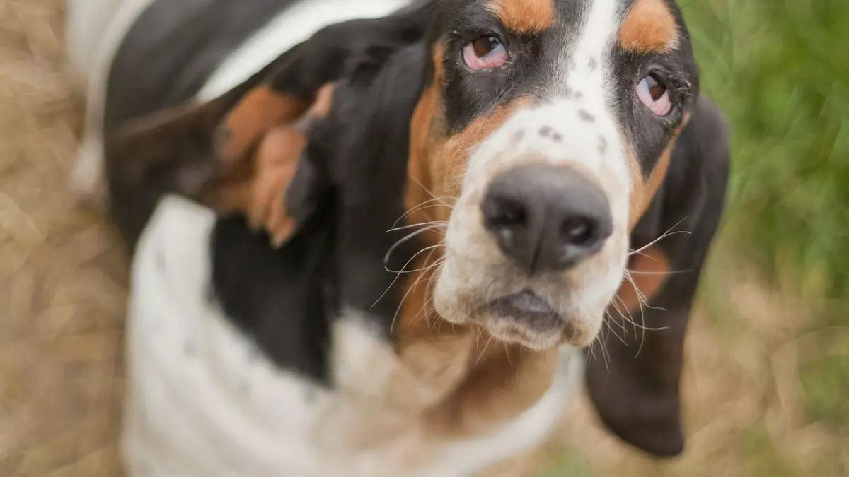 chien basset hound au regard attendrissant