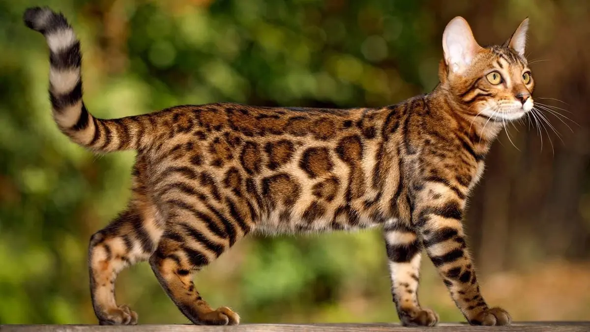 chat de race bengal &agrave; adopter