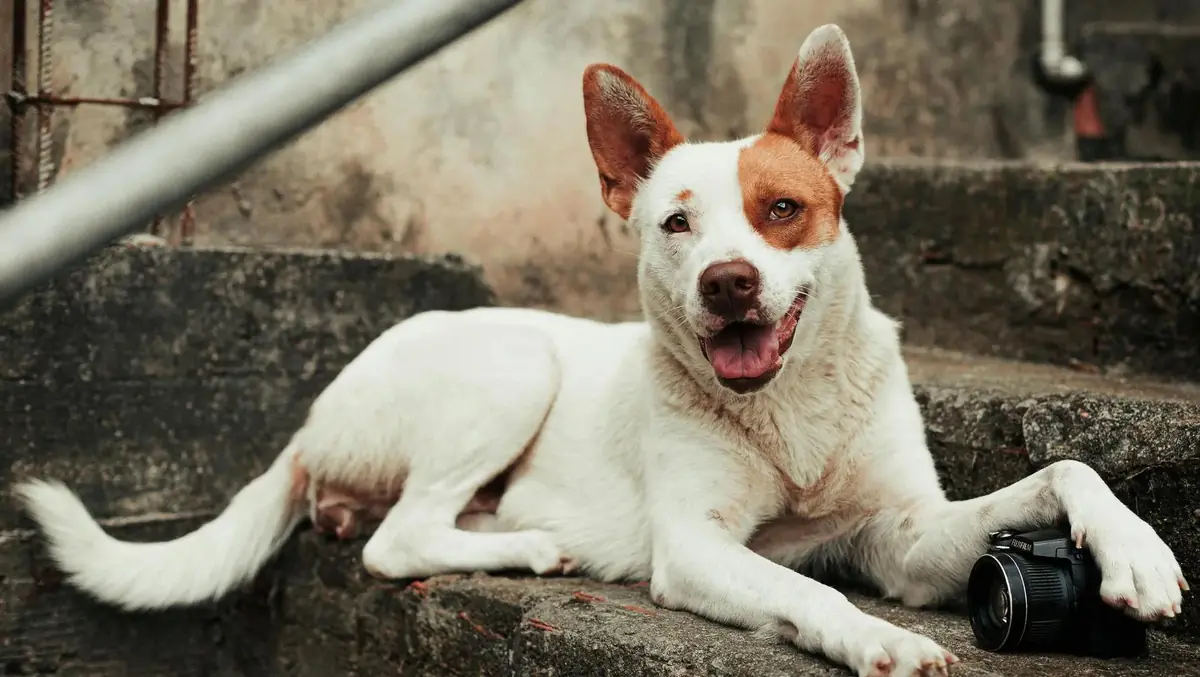 chien crois&eacute; dans la rue dont on ne connait pas la race