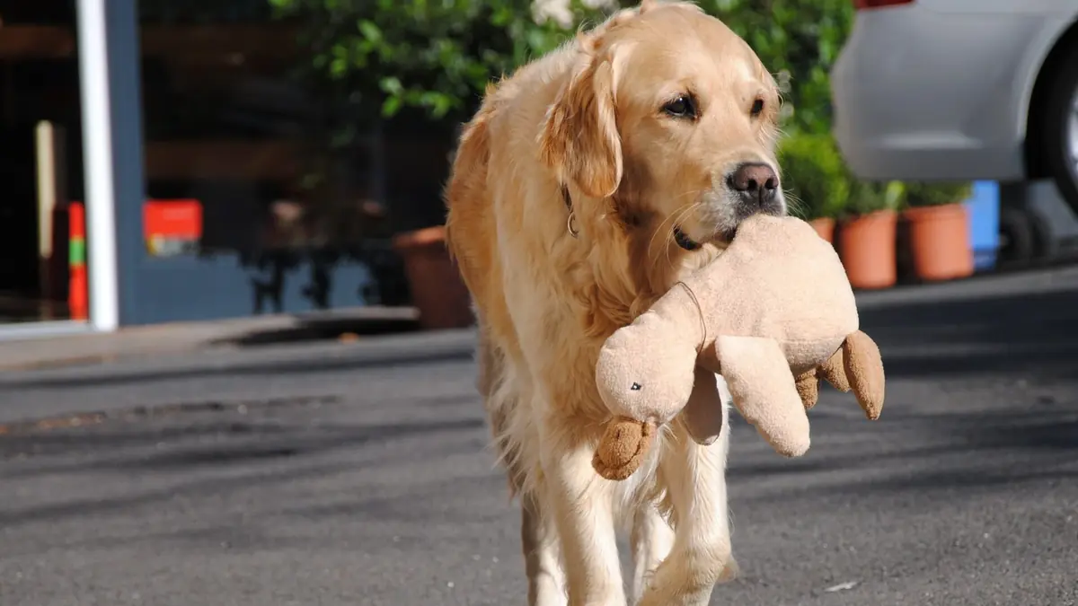 chien golden retriever avec une peluche
