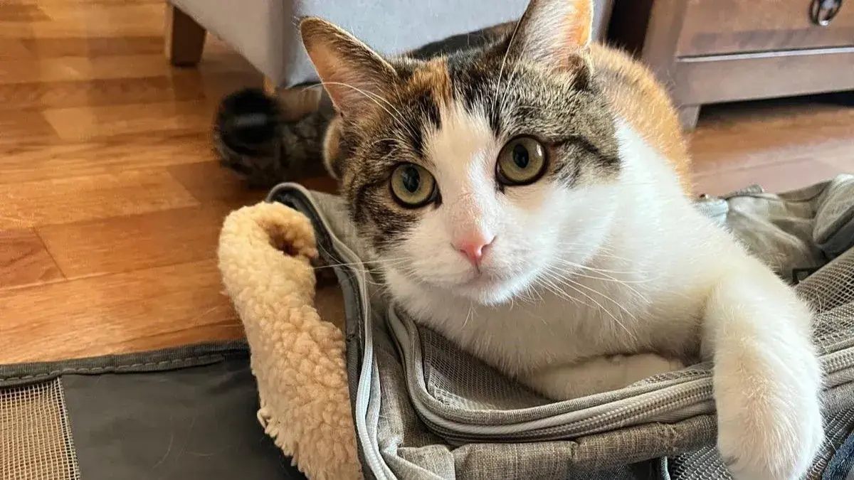 chat dans un appartement