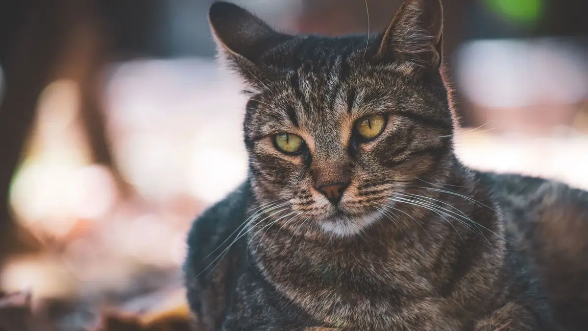 chat errant de un an, qui a prot&eacute;g&eacute; ses 5 chatons, et qui cherche une famille