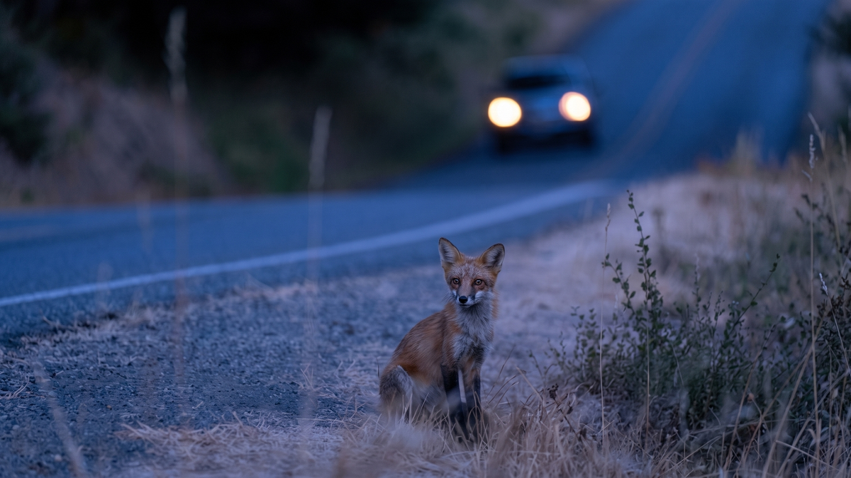 animal en danger pendant l'automne, errant sur la route