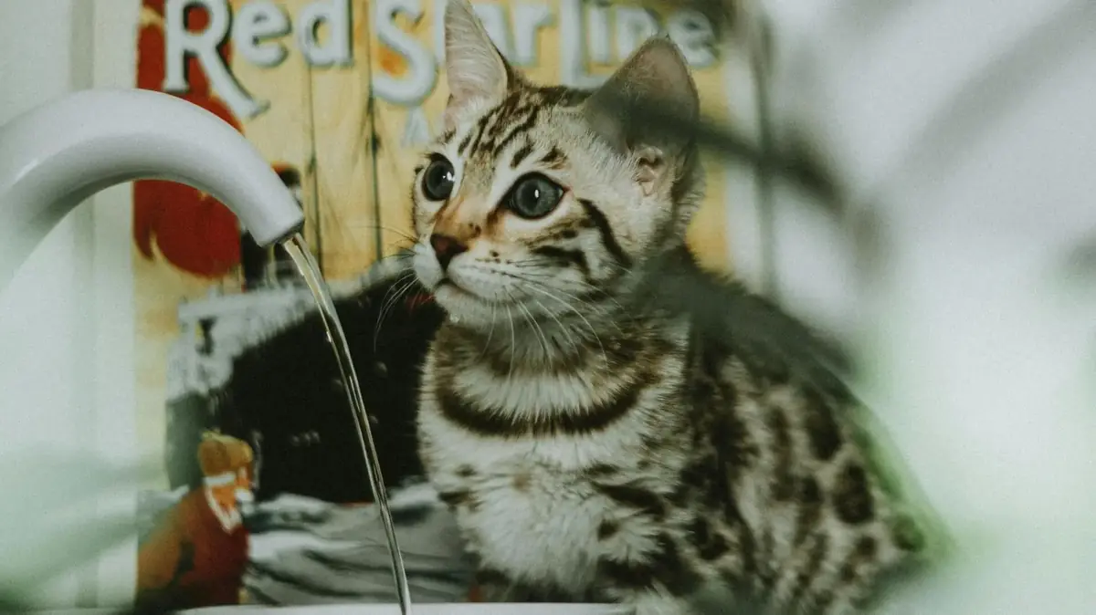 un chat qui boit