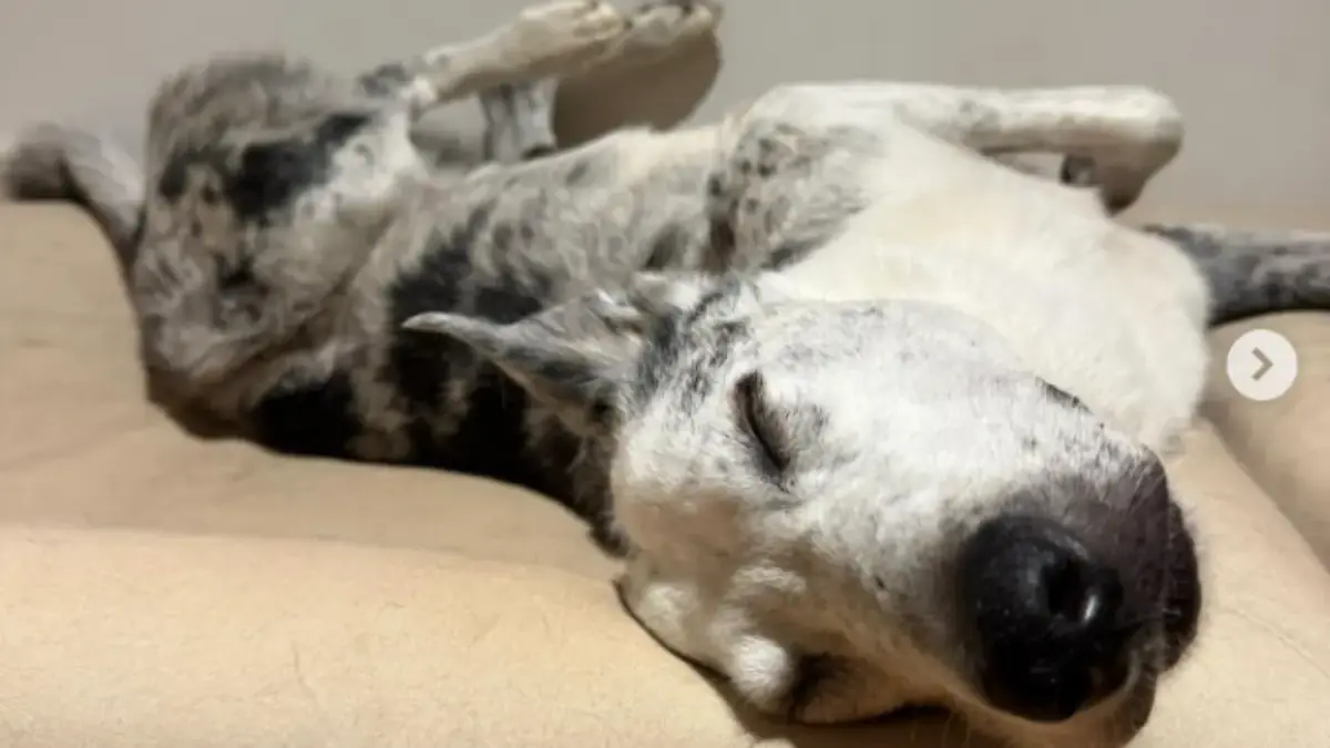 Le chien Bear protecteur des koalas prend sa retraite