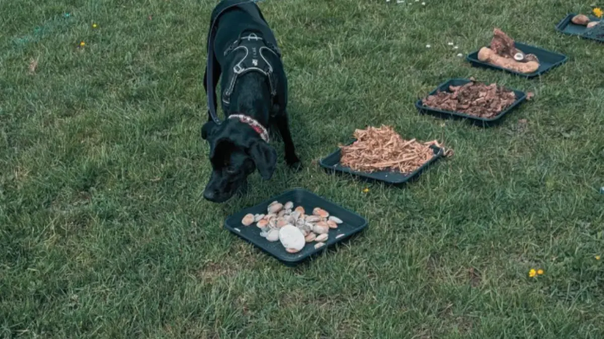 chien jardin sensoriel