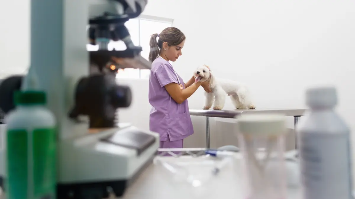 une v&eacute;t&eacute;rinaire analyse un petit chien blanc, assurance sant&eacute;