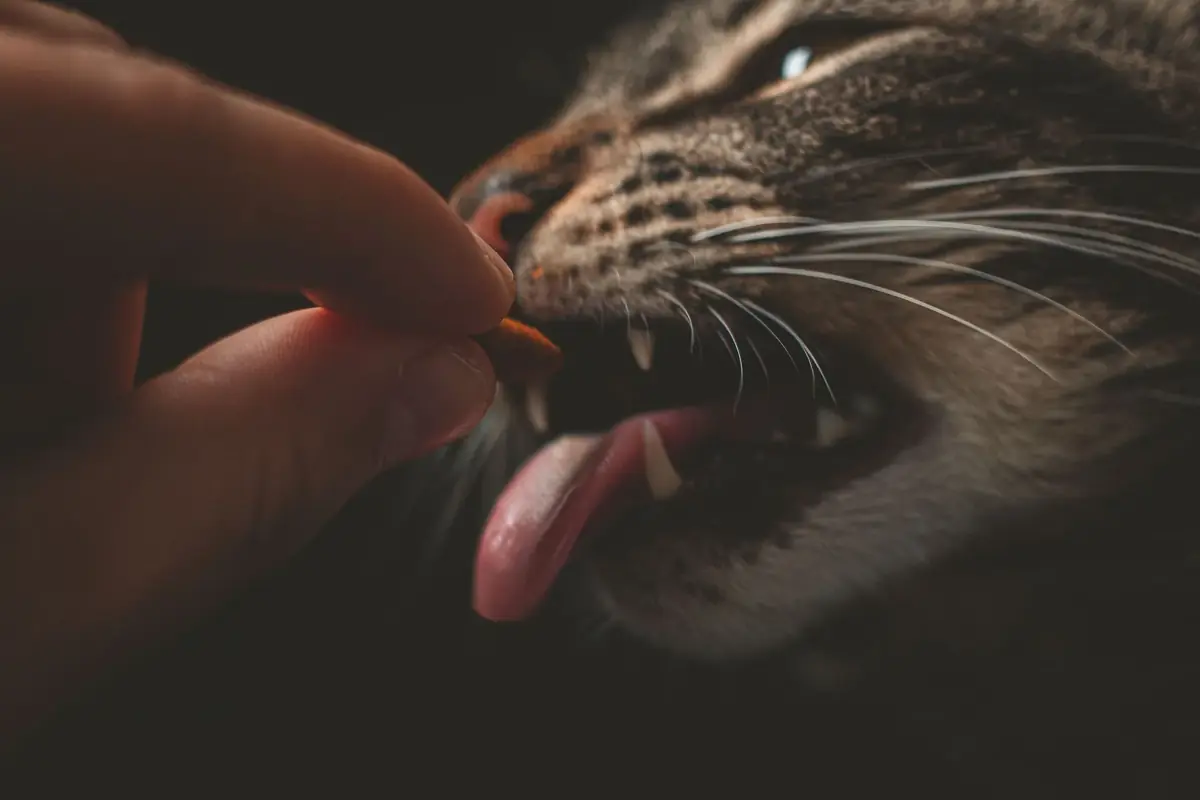 un chat qui prend un m&eacute;dicament