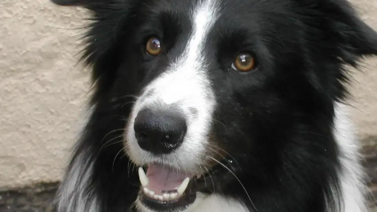 border collie