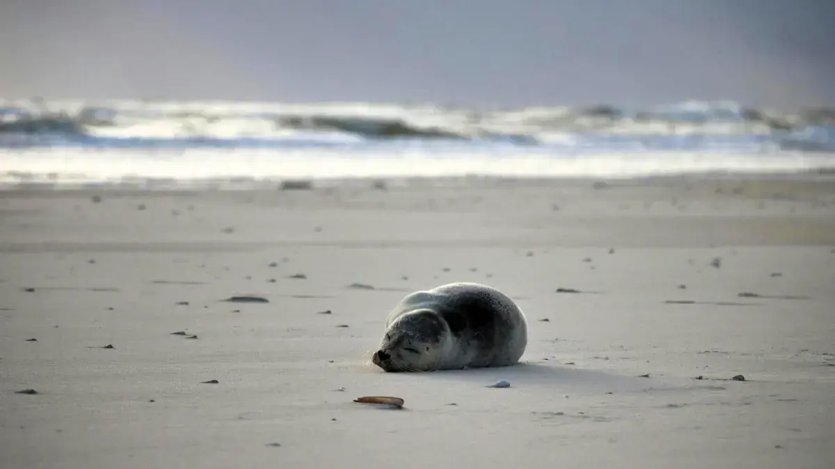 protection animale, &icirc;le de R&eacute;, phoque, P&eacute;lagis