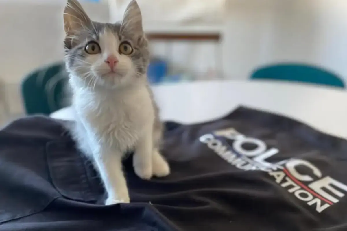 Rio le chat policier