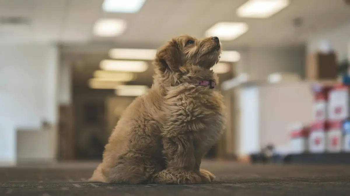 chien en entreprise devant un employeur