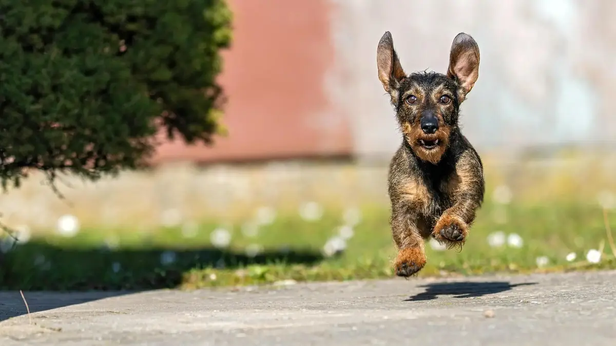 un chien excit&eacute; de retrouver son ma&icirc;tre