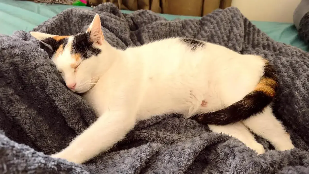 petite chatte Mau Arabe &agrave; l'adoption apr&egrave;s avoir &eacute;t&eacute; sauv&eacute;e des rues de Duba&iuml;