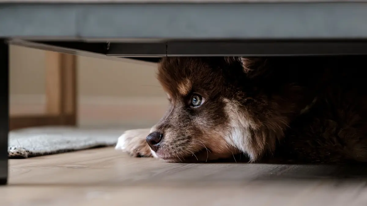 chien cach&eacute; sous un lit