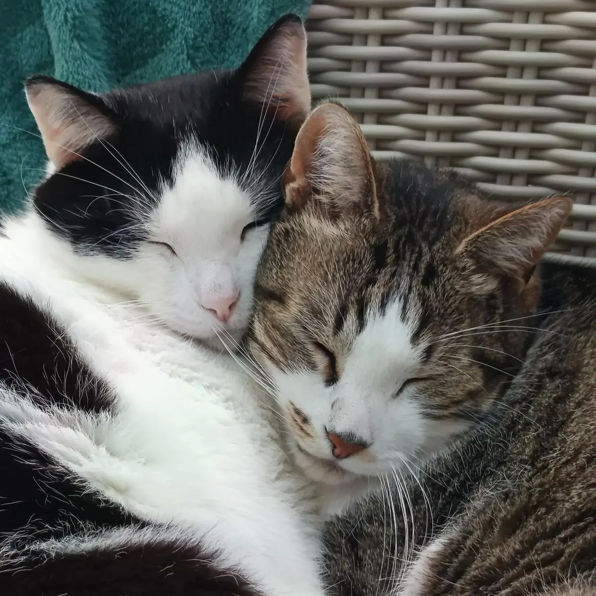 deux chats tr&egrave;s proches