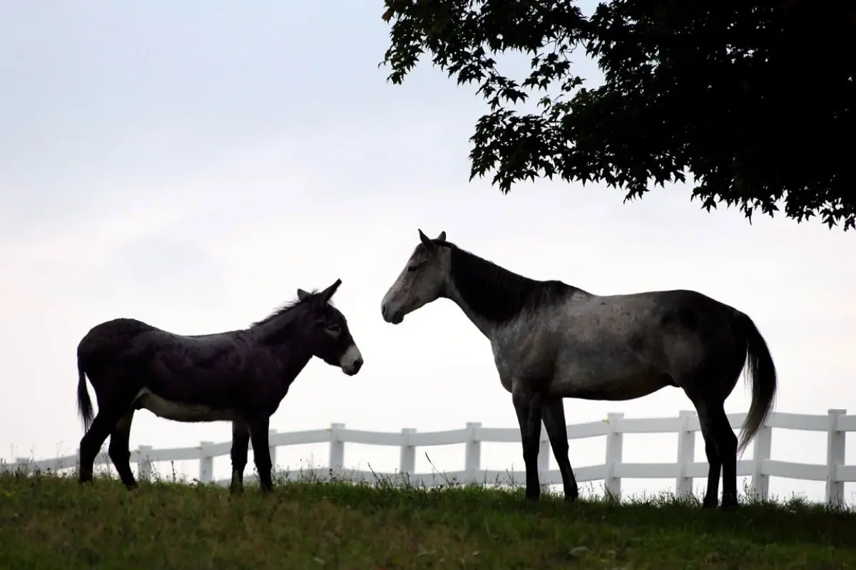 un cheval et un &acirc;ne dans un pr&eacute;