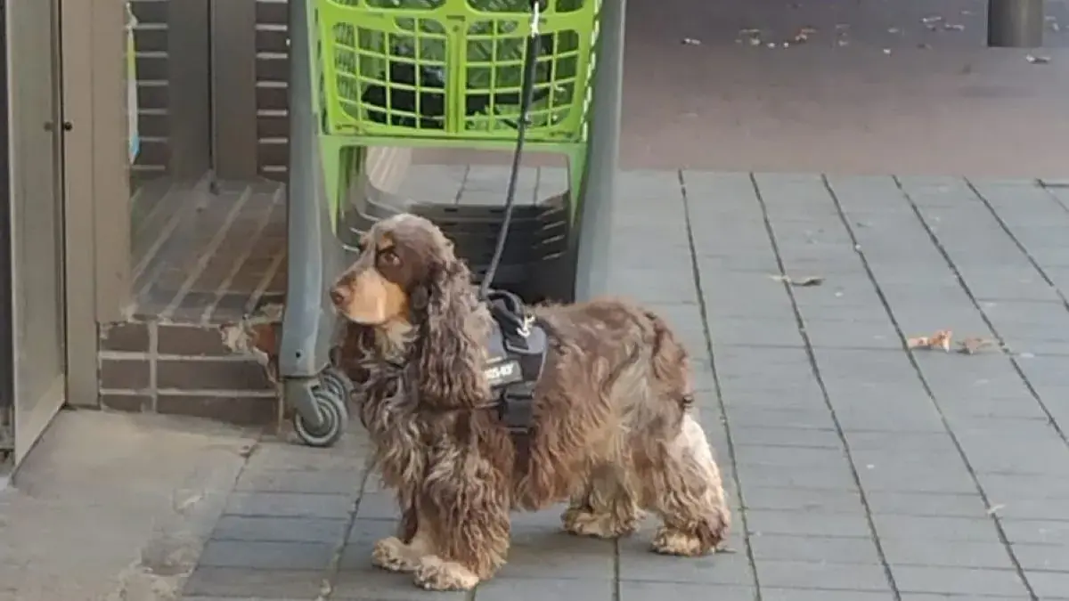 chien cocker attach&eacute; &agrave; un caddie devant un supermarch&eacute;