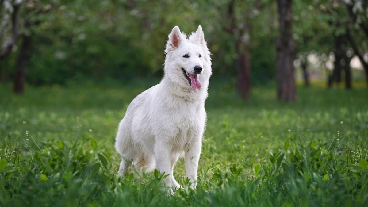 chien de race berger blanc suisse chiot &agrave; l'adoption en refuge