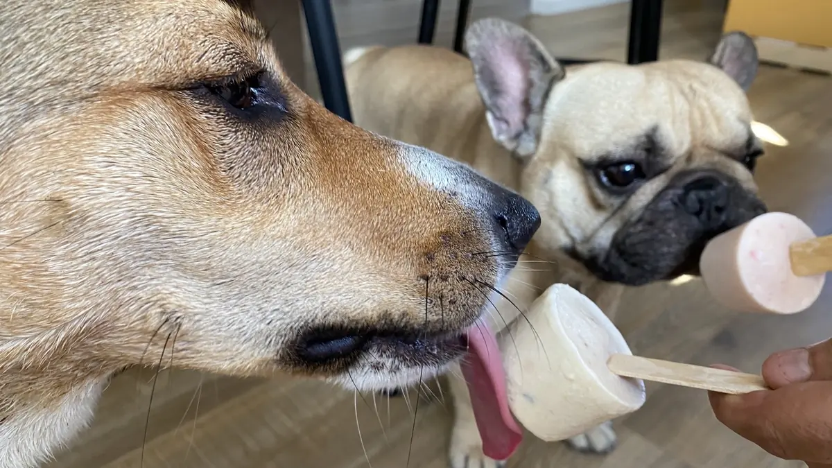 quelle glace donner &agrave; son chien en &eacute;t&eacute; et comment la faire&nbsp;?