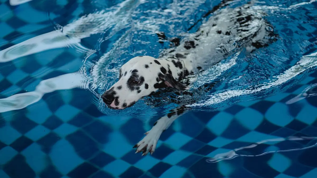 chien dalmatien qui nage dans une piscine