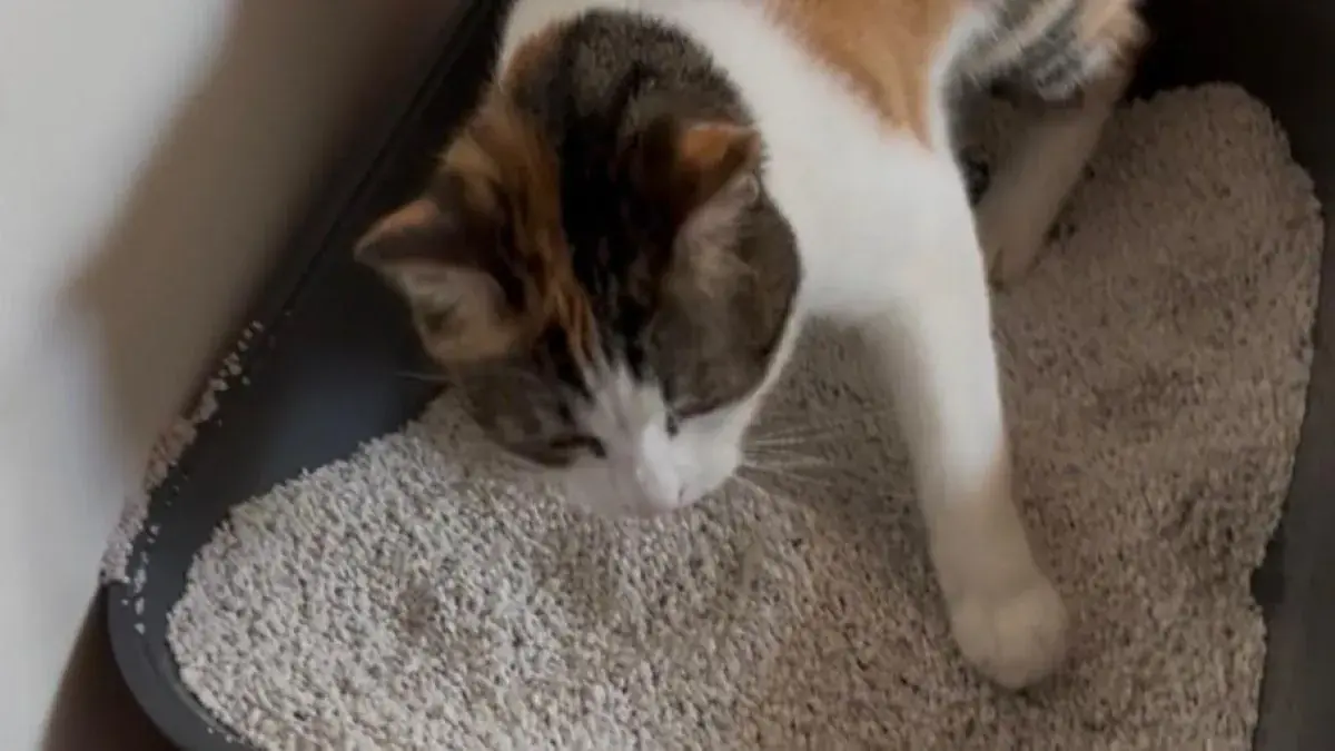 chat dans son bac de liti&egrave;re