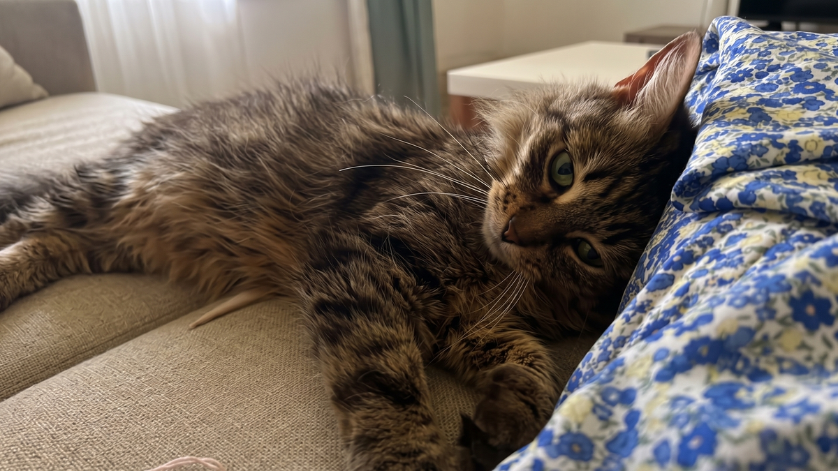 petite chatte craintive &agrave; l'adoption apr&egrave;s avoir &eacute;t&eacute; abandonn&eacute;e par sa famille