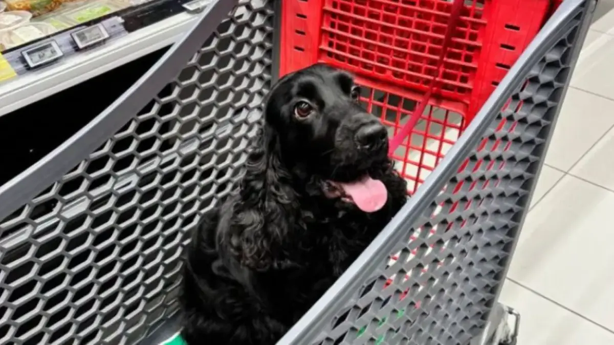 chien cocker dans un caddie de supermarch&eacute;