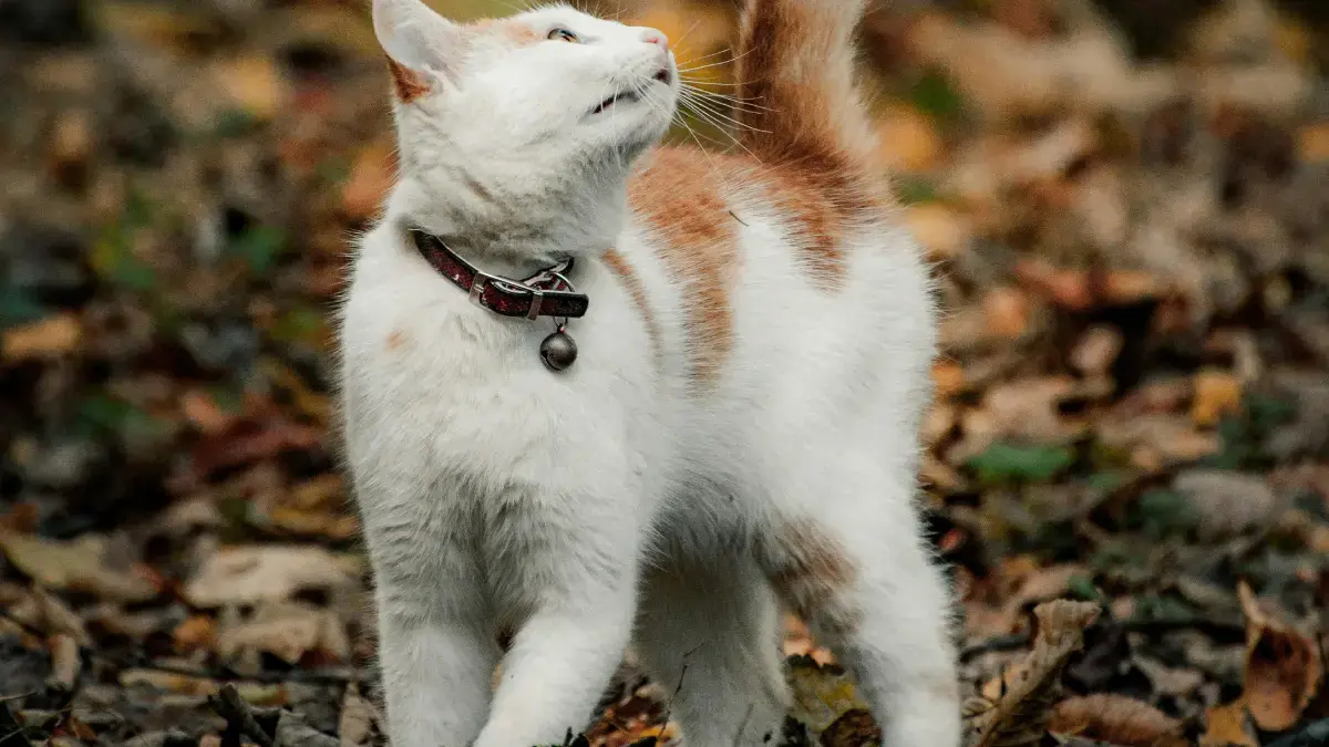 un chat qui se balade en for&ecirc;t