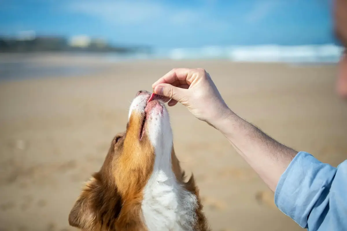 relation apais&eacute;e entre un chien et son propri&eacute;taire sur une plage