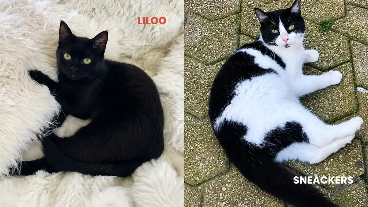 deux chats &agrave; l'adoption