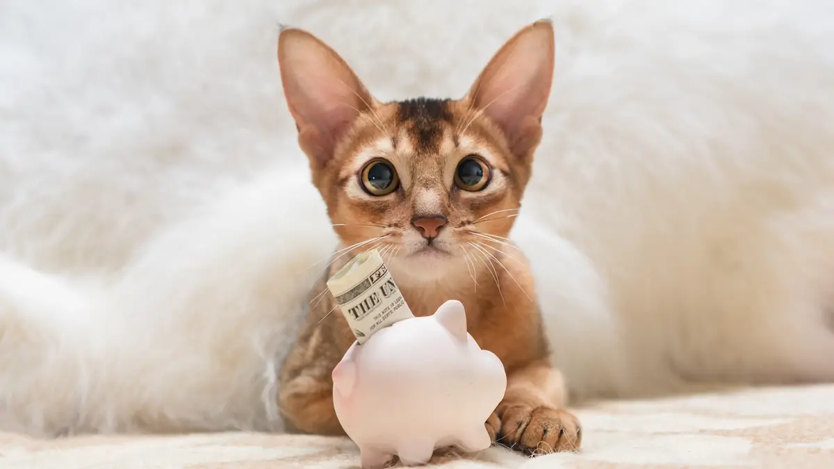 chat non st&eacute;rilis&eacute; car le co&ucirc;t de la st&eacute;rilisation est trop &eacute;lev&eacute;