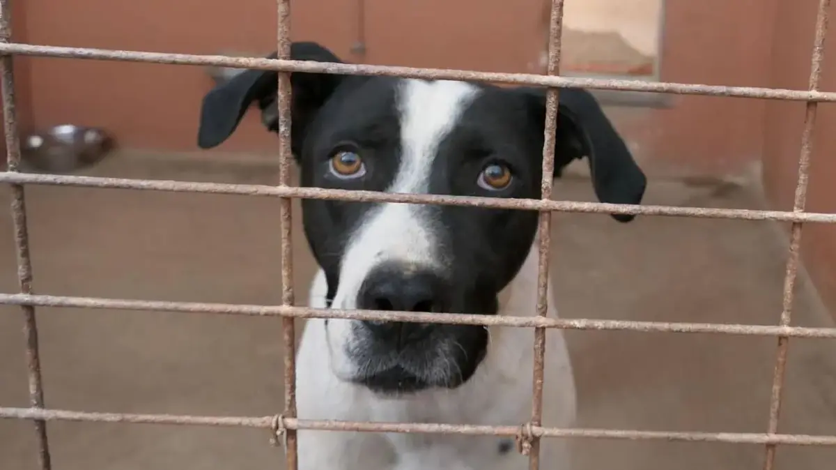 chien noir et blanc &agrave; l'adoption
