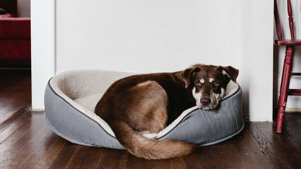 chien dans son panier