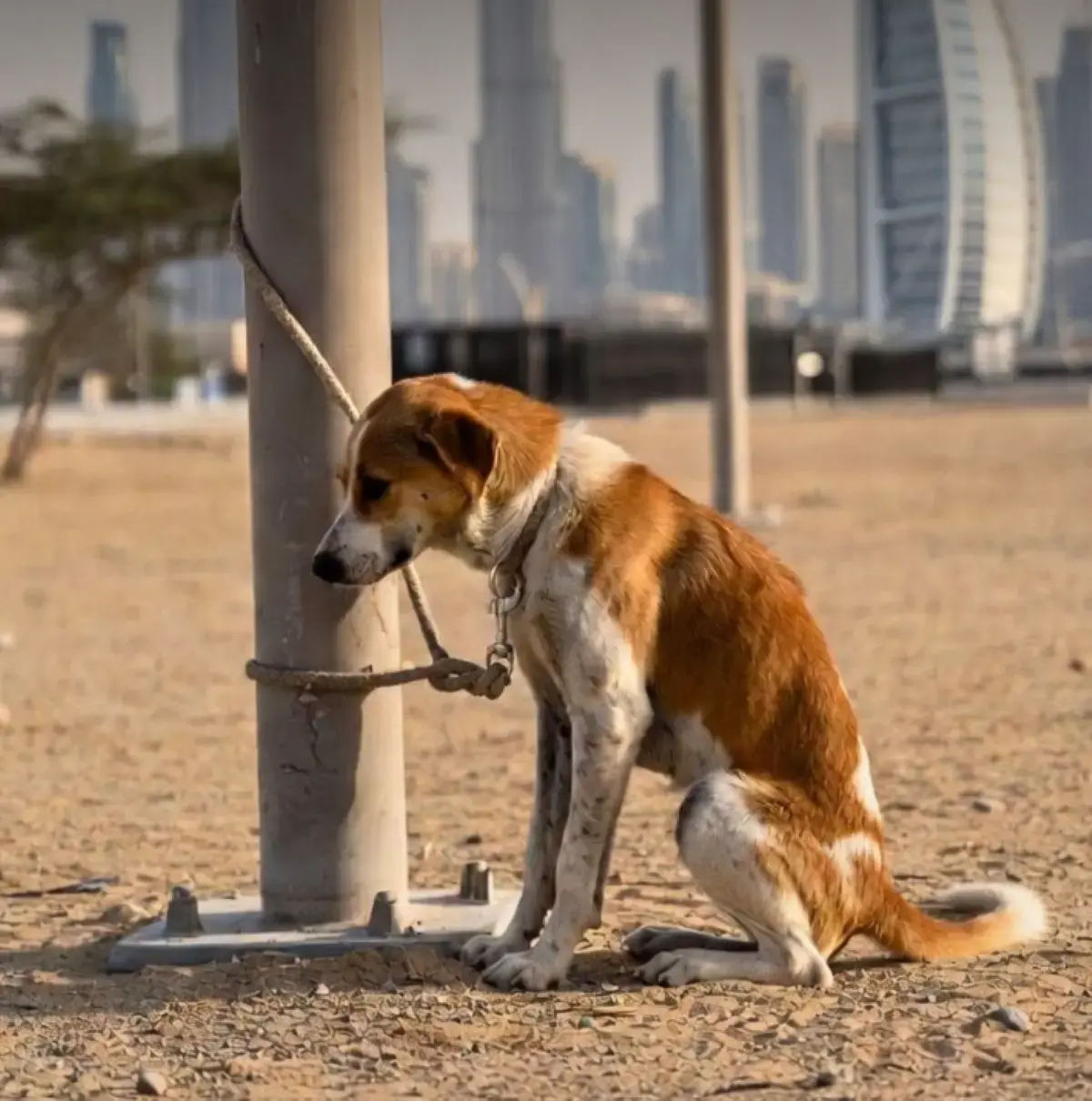 chien abandonn&eacute; lors du conflit au Moyen-Orient