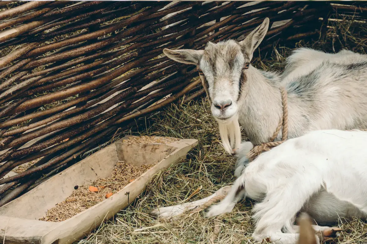 exemple de mangeoire pour ch&egrave;vre