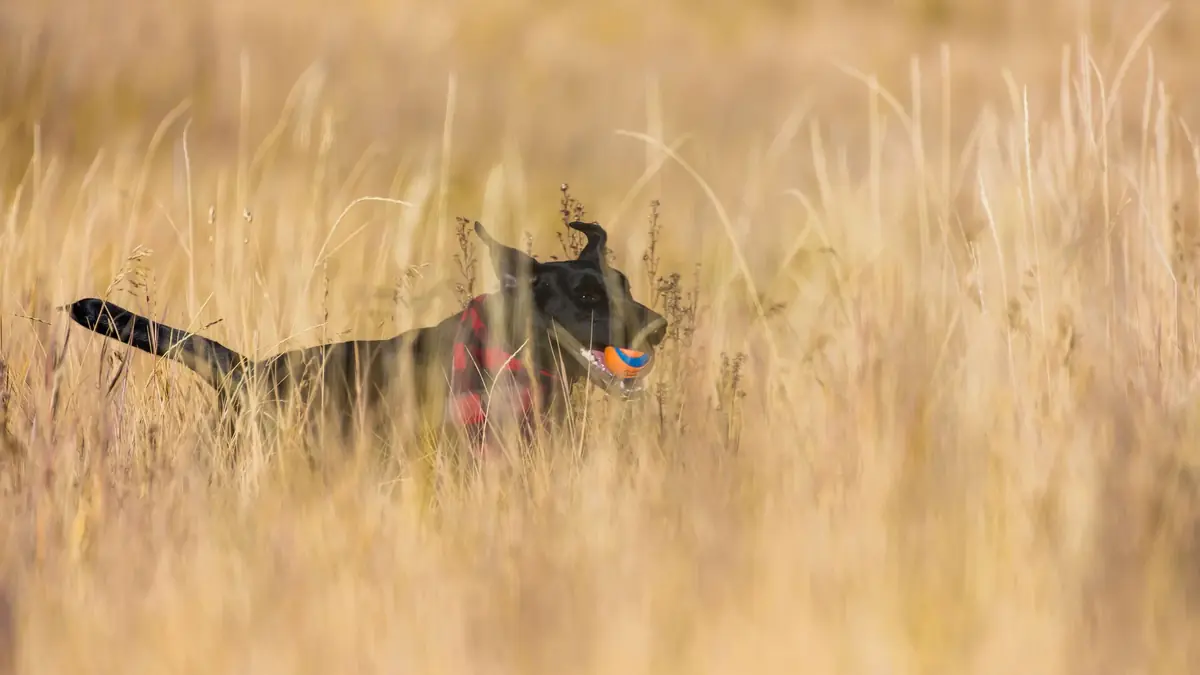 chien qui court en balade dans un champs d'&eacute;pillets