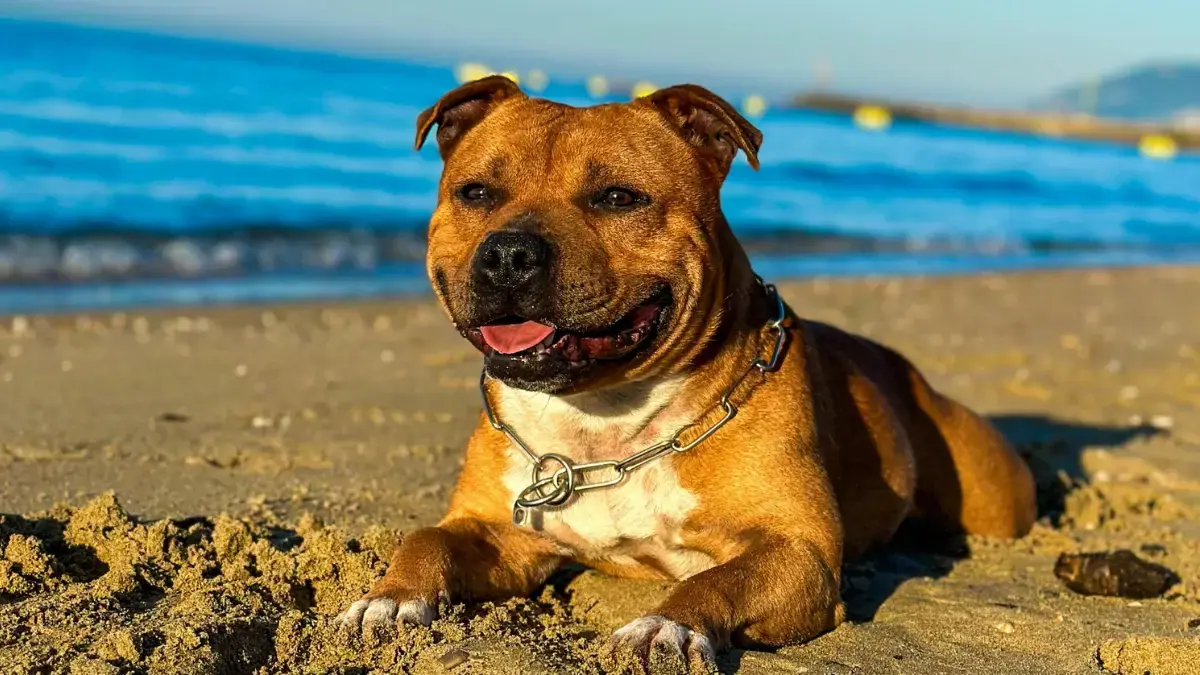 un chien parti en vacances avec ses ma&icirc;tres