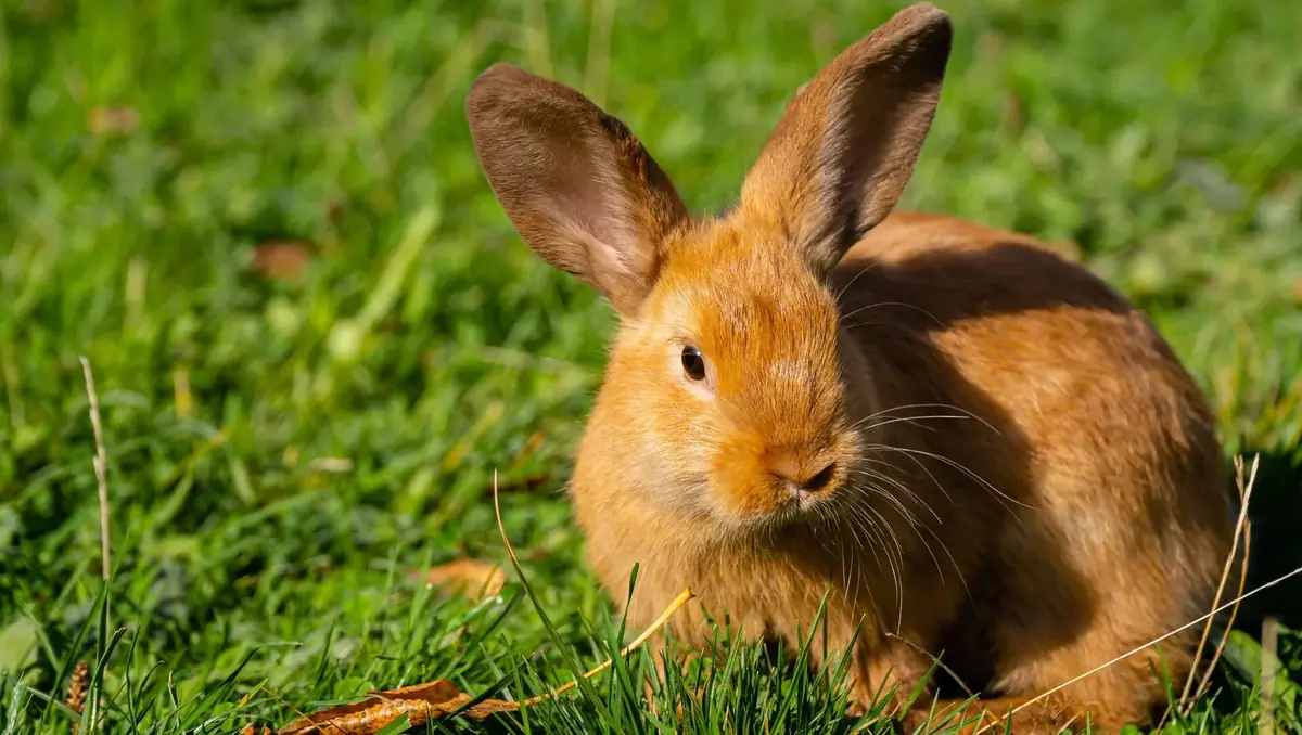 lapin mangeant du foin, aliment essentiel pour sa sant&eacute; et &eacute;viter les probl&egrave;mes urinaires