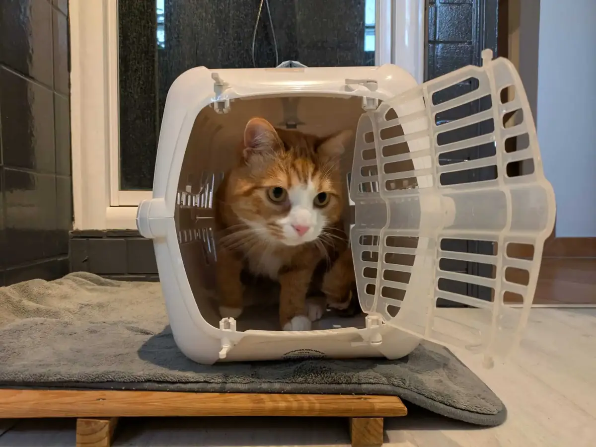 chat roux tigr&eacute; dans sa caisse de transport