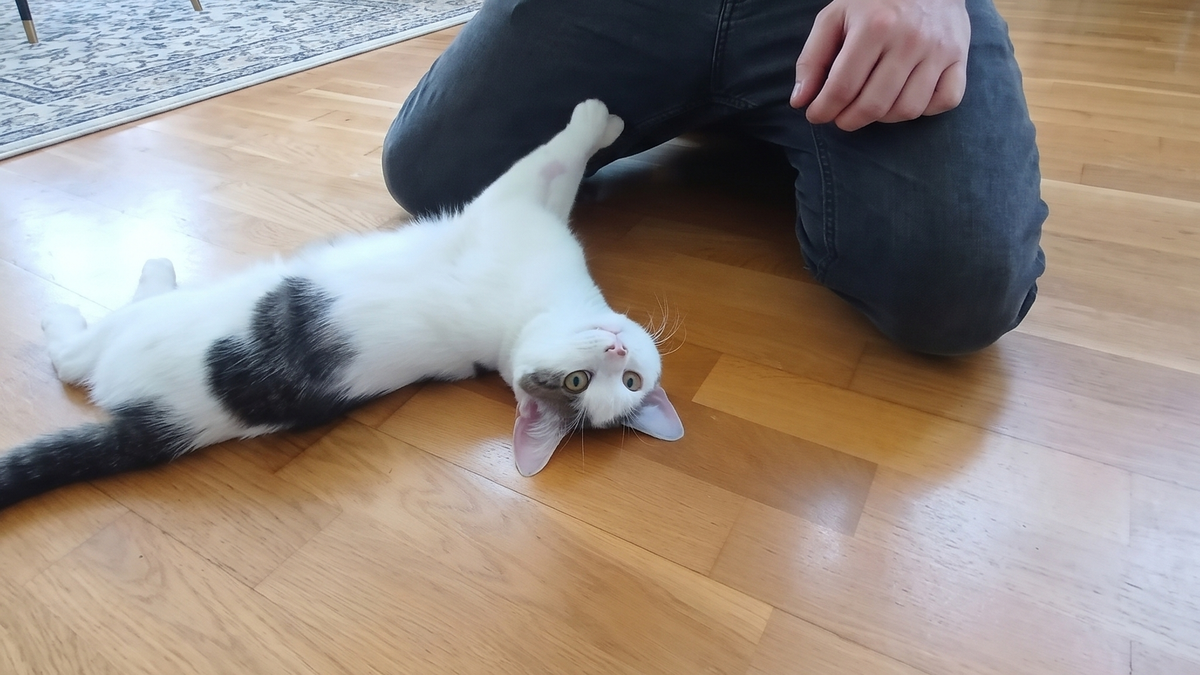 jeune chat sauv&eacute; par sa famille d'accueil et qui attend d'&ecirc;tre adopt&eacute;