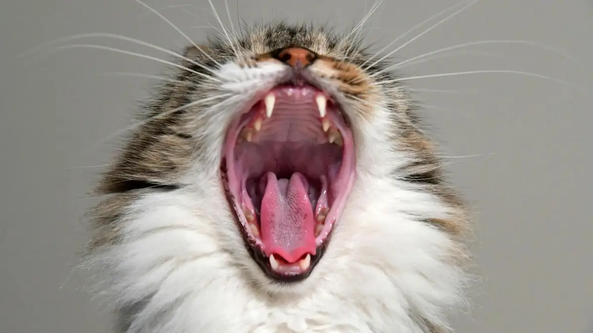 Les dents d'un chat sont un indicateur de bonne sant&eacute;